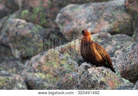 Male Red Grouse (lagopus Lagopus Scotica) Perched On Rocks In Scottish Mountains.