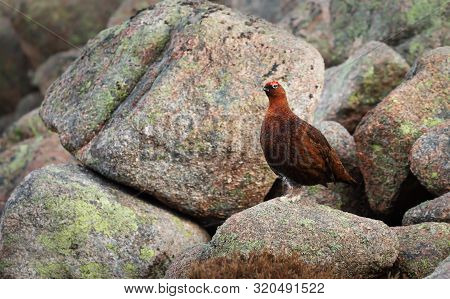 Male Red Grouse (lagopus Lagopus Scotica) Perched On Rocks In Scottish Mountains.