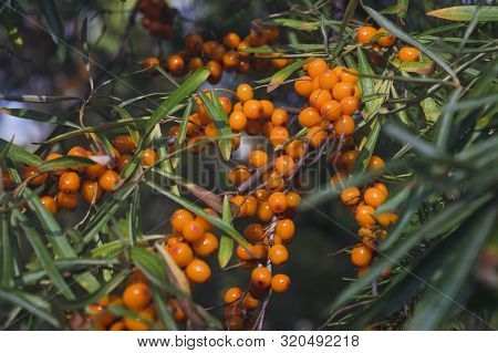 Hippophae Rhamnoides. Branch Of Sea Buckthorn With Berries.