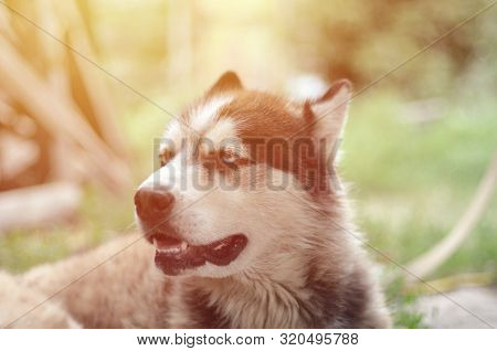 Arctic Malamute With Blue Eyes Muzzle Portrait Close Up. This Is A Fairly Large Dog Native Type