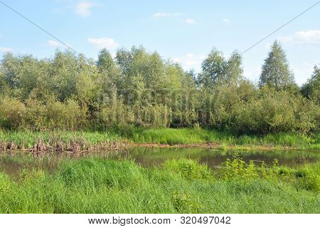 View Of The Swamp On A Sunny Summer Day In Belarusian Polesie.