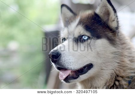Arctic Malamute With Blue Eyes Muzzle Portrait Close Up. This Is A Fairly Large Dog Native Type
