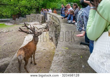 Kaliningrad, Russia - May 21, 2016: The Red Deer (cervus Elaphus) In The Kaliningrad Zoo. The Zoo Wa
