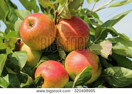 Ripe Apples, Malus Domestica, Ready To Pick From A Tree In Late Summer With A Background Of Leaves A