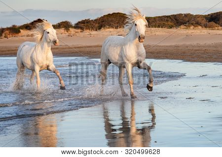 White Horses Are Runing In The Water  All Over The Sea In Camargue, France.