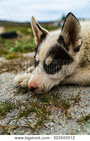 Greenland dog - a husky sled dog puppy in Ilulissat Greenland. Juvenile dog sled dog cute and adorable looking at camera in summer nature landscape on Greenland.