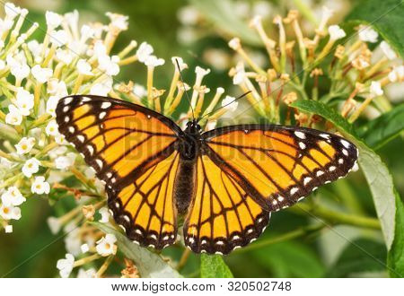 Beautiful Viceroy butterfly feeding on a Buddleia flower cluster in morning sunlight