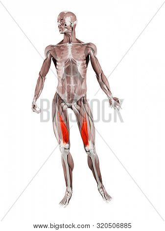 3d rendered muscle illustration of the vastus medialis