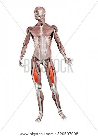 3d rendered muscle illustration of the rectus femoris