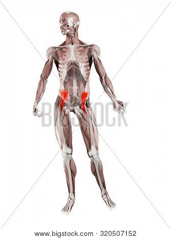 3d rendered muscle illustration of the iliacus