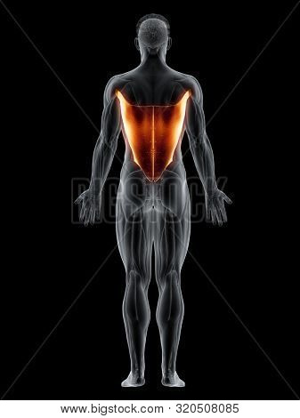 3d rendered muscle illustration of the latissimus dorsi