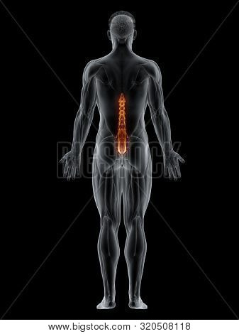 3d rendered muscle illustration of the multifidus