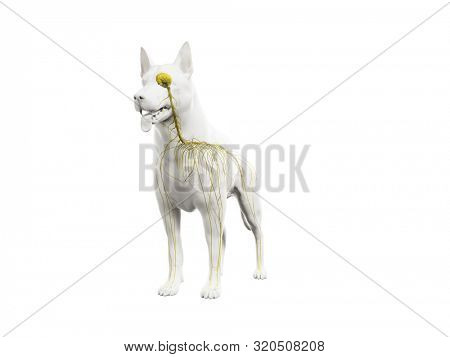 3d rendered anatomy illustration of the canine nervous system