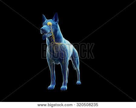 3d rendered anatomy illustration of the canine nervous system