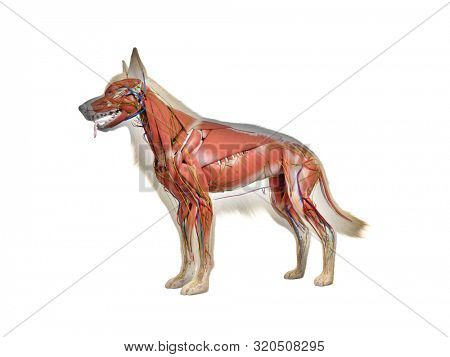 3d rendered anatomy illustration of the canine anatomy