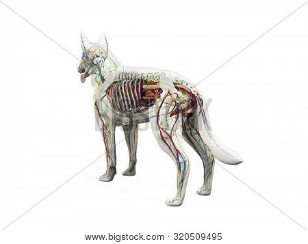 3d rendered anatomy illustration of the canine anatomy