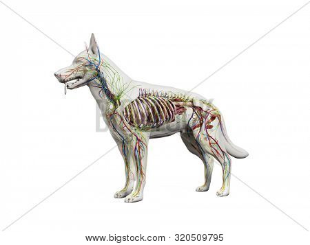 3d rendered anatomy illustration of the canine anatomy