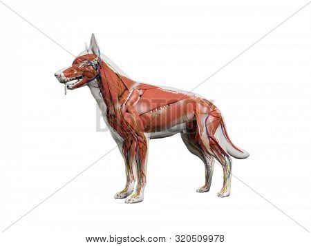 3d rendered anatomy illustration of the canine anatomy