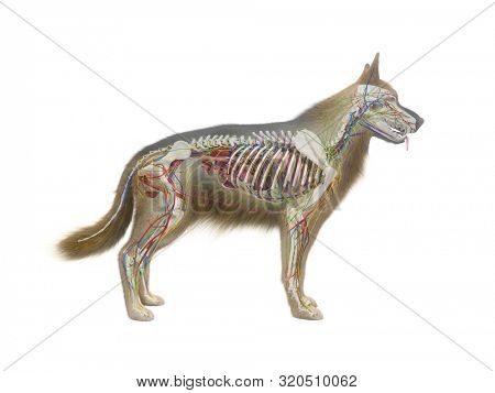3d rendered anatomy illustration of the canine anatomy