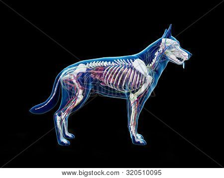 3d rendered anatomy illustration of the canine anatomy