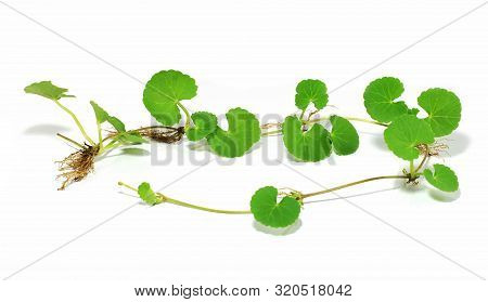 Gotu Kola Leaf Isolated On White Background