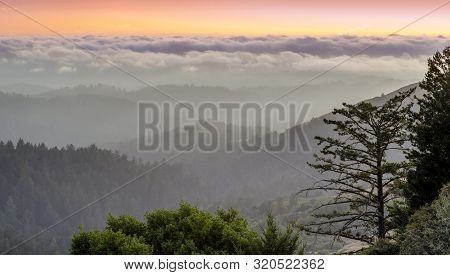 Foggy Santa Cruz Mountains Above The Pacific Ocean. Russian Ridge Open Space Preserve, San Mateo Cou