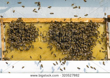 Many Bees Flew To The Honeycomb. Insect Bee Collects Honey...