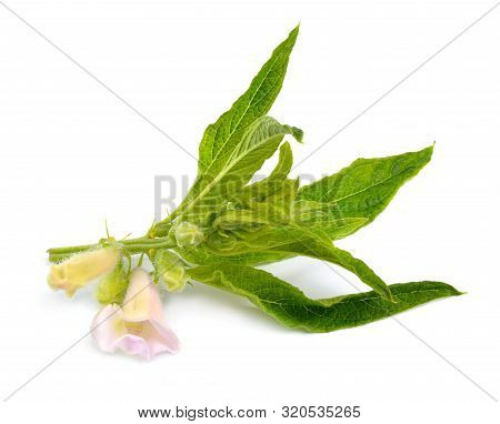 Sesame Plant With Flowers Isolated On White Background