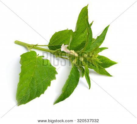 Sesame Plant With Flowers Isolated On White Background