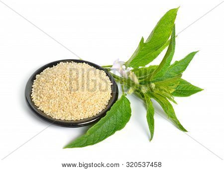 Sesame Plant With Flowers And Seed Isolated On White Background