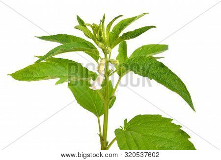 Sesame Plant With Flowers Isolated On White Background