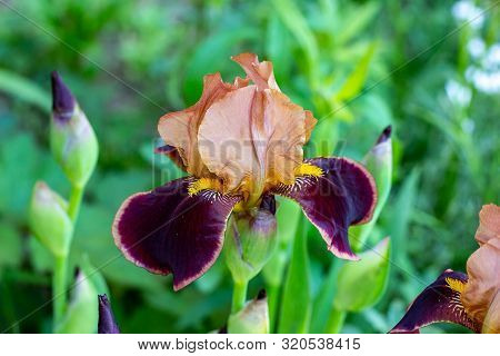 Dark Blooming Irises Xiphium (bulbous Iris, Sibirica) On Green Leaves Ang Grass Background In The Ga
