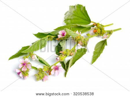 Althea Officinalis Flowers Isolated On White Background