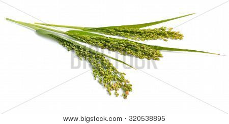 Panicum Or Panicgrass Isolated On White Background.