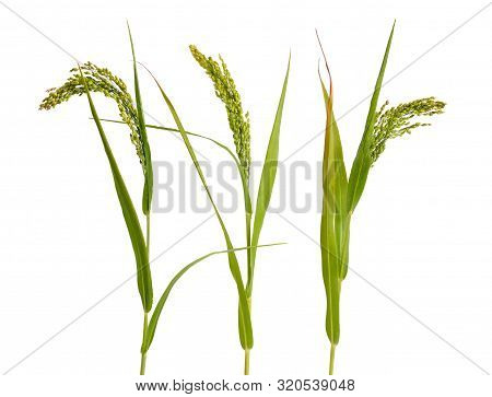 Panicum Or Panicgrass Isolated On White Background.