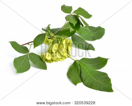 Ptelea Trifoliata, Commonly Known As Common Hoptree, Wafer Ash, Stinking Ash, And Skunk Bush. Isolat
