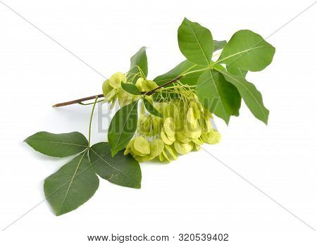 Ptelea Trifoliata, Commonly Known As Common Hoptree, Wafer Ash, Stinking Ash, And Skunk Bush. Isolat