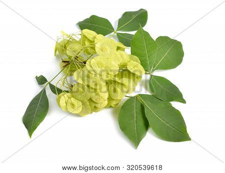 Ptelea Trifoliata, Commonly Known As Common Hoptree, Wafer Ash, Stinking Ash, And Skunk Bush. Isolat