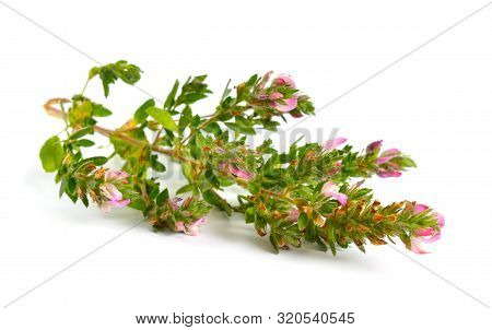 Ononis Or Restharrows Isolated On White Background