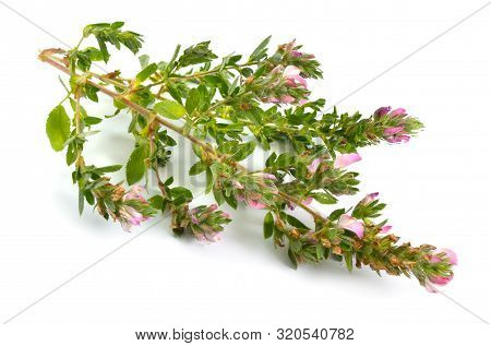 Ononis Or Restharrows Isolated On White Background