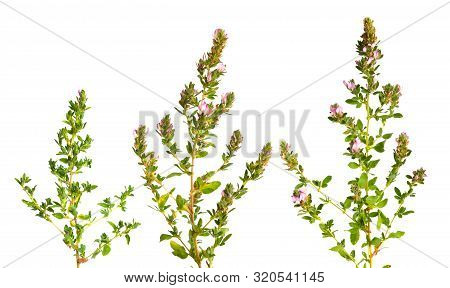 Ononis Or Restharrows Isolated On White Background