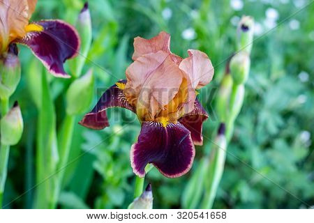 Dark Blooming Irises Xiphium (bulbous Iris, Sibirica) On Green Leaves Ang Grass Background In The Ga