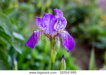 Purple, White, Blue And Violet Blooming Iris Xiphium (bulbous Iris, Sibirica) On Green Leaves Ang Gr