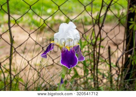 Purple, White, Blue And Violet Blooming Iris Xiphium (bulbous Iris, Sibirica) On Green Leaves Ang Gr