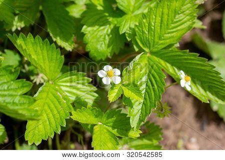 White Blooming Strawberry Flowers On Green Leaves Background In The Garden