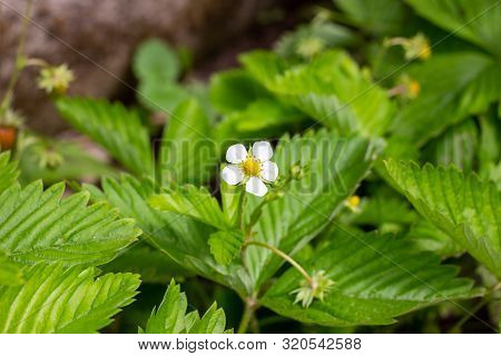 White Blooming Strawberry Flowers On Green Leaves Background In The Garden