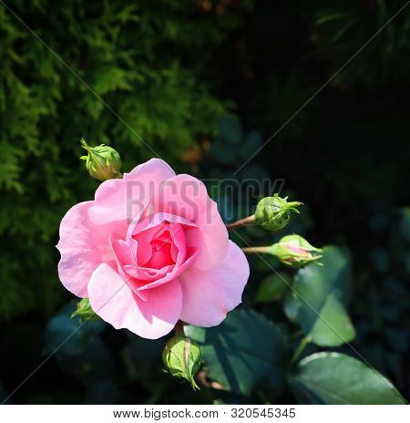 Beautiful Pink Rose Bonica With Buds In The Garden