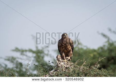 Steppe Eagle Or Aquila Nipalensis Portrait With Wings Open About To Fly From Green Tree Trunk At Tha