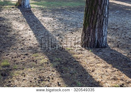City Carnikava, Latvian Republic. Pine Trunk And Needles, Sunbeams On The Ground. Sep 04. 2019.