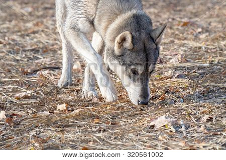 Portrait Of A Dog Breed West Siberian Laika